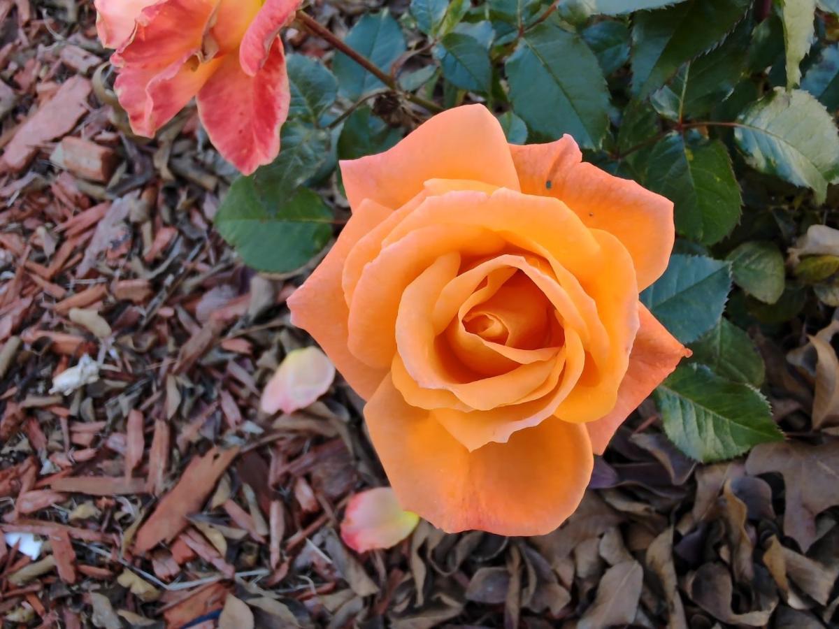 Granbury Gardens Bed And Breakfast 외부 사진